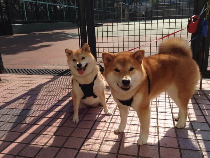 NBA历史数据更新，詹姆斯助攻数升至历史第四，詹姆斯总助攻数