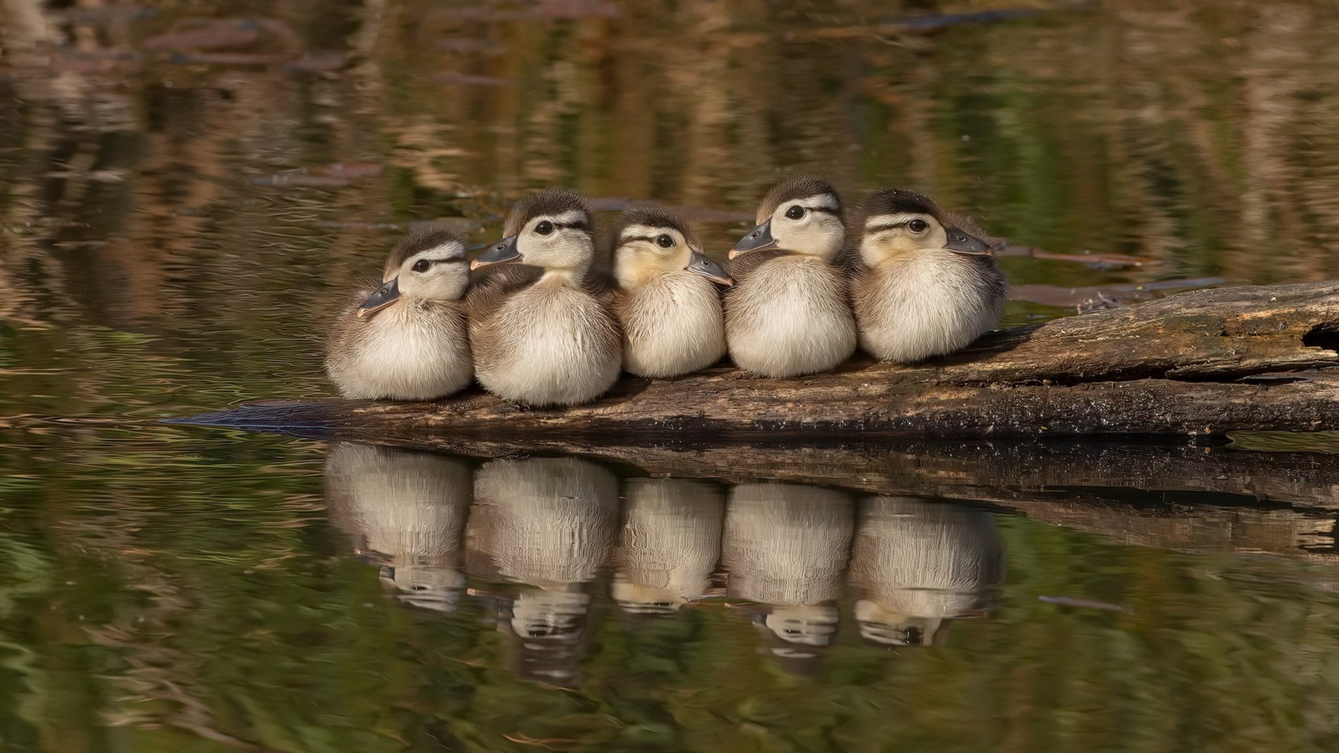 _运动馆灯光秀:科技点亮运动时刻_,运动场灯光