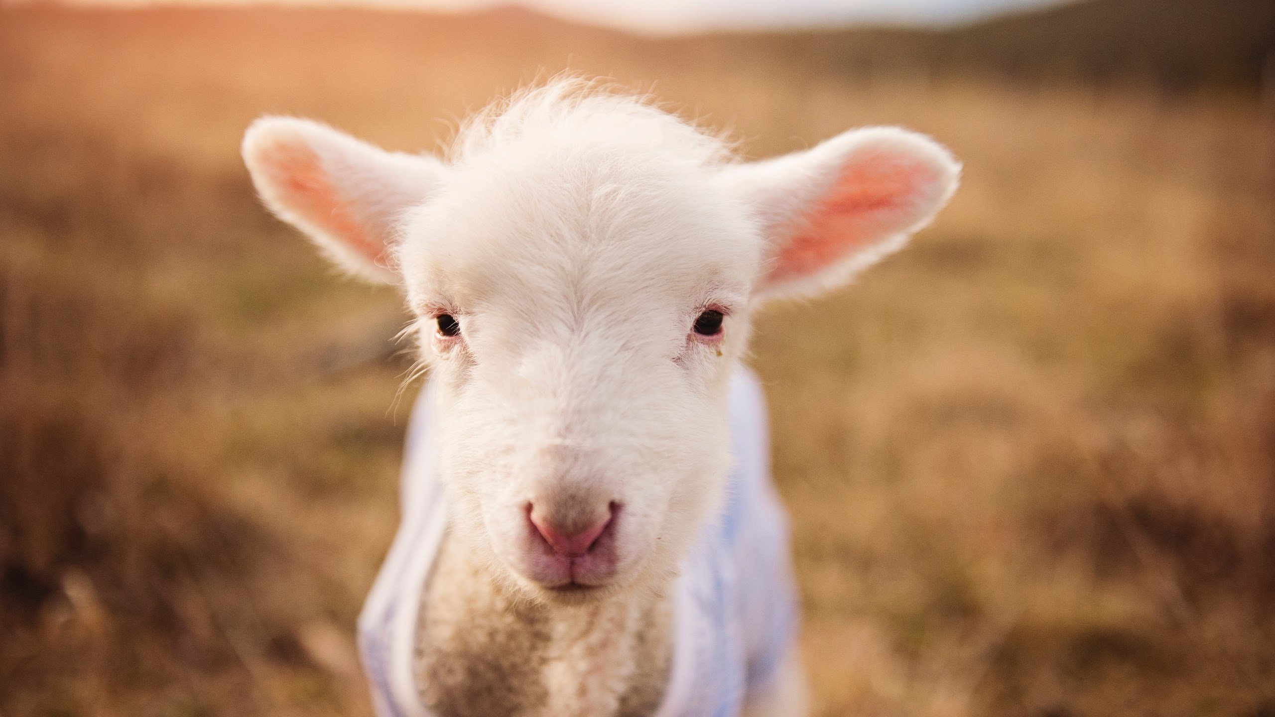 “未来领跑者”青少年青训课程在北京得到广泛认可，推动青训行业发展