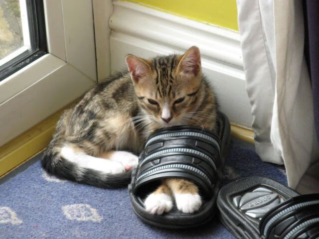 【多角度直播体验】虚拟现实带来沉浸式观赛新玩法,沉浸式虚拟演播室