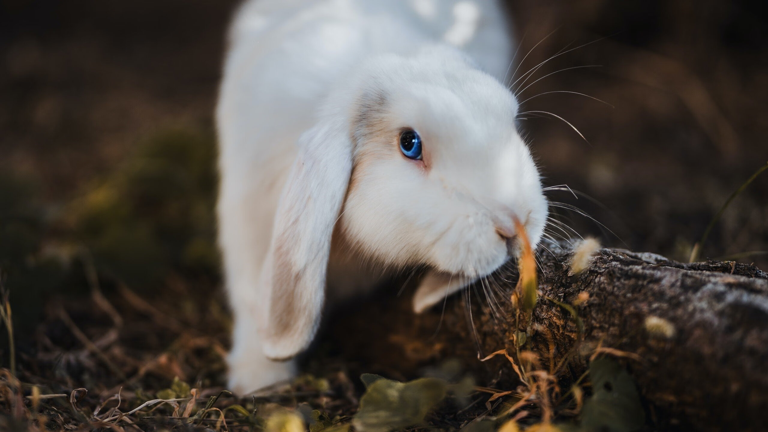 塞内加尔马术协会与欧洲马术协会签署合作协议,共同举办国际赛事。