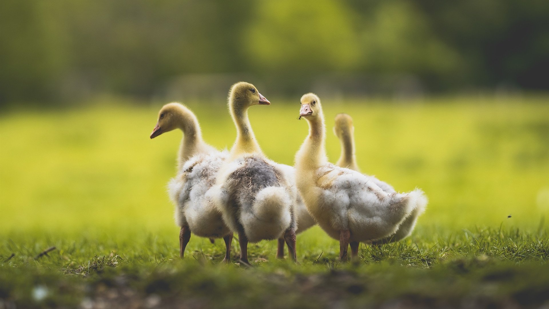 本轮最震撼：逆转绝杀的瞬间赛场大揭秘！，逆转胜率