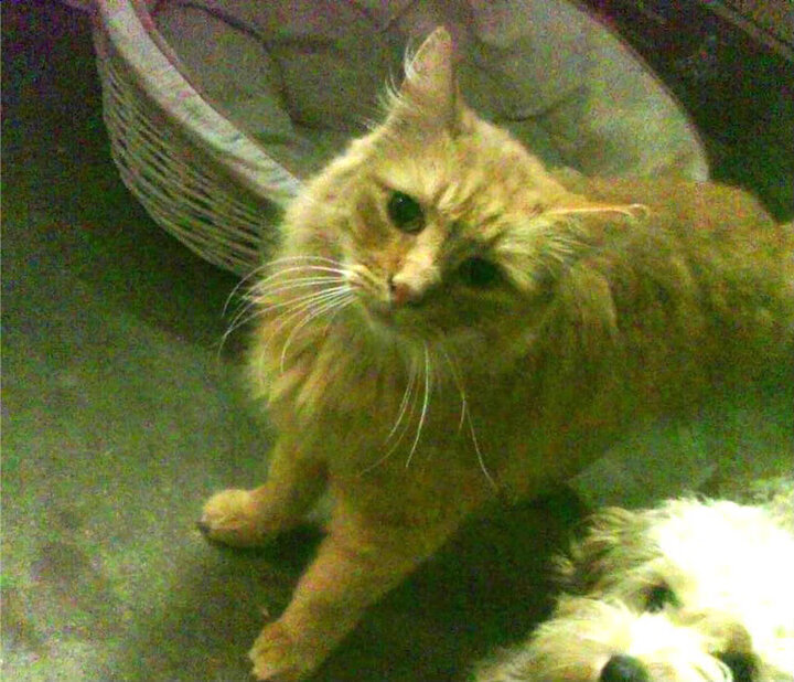 荷兰马术协会与德国马术协会建立战略合作伙伴关系，共同推动马术文化发展。