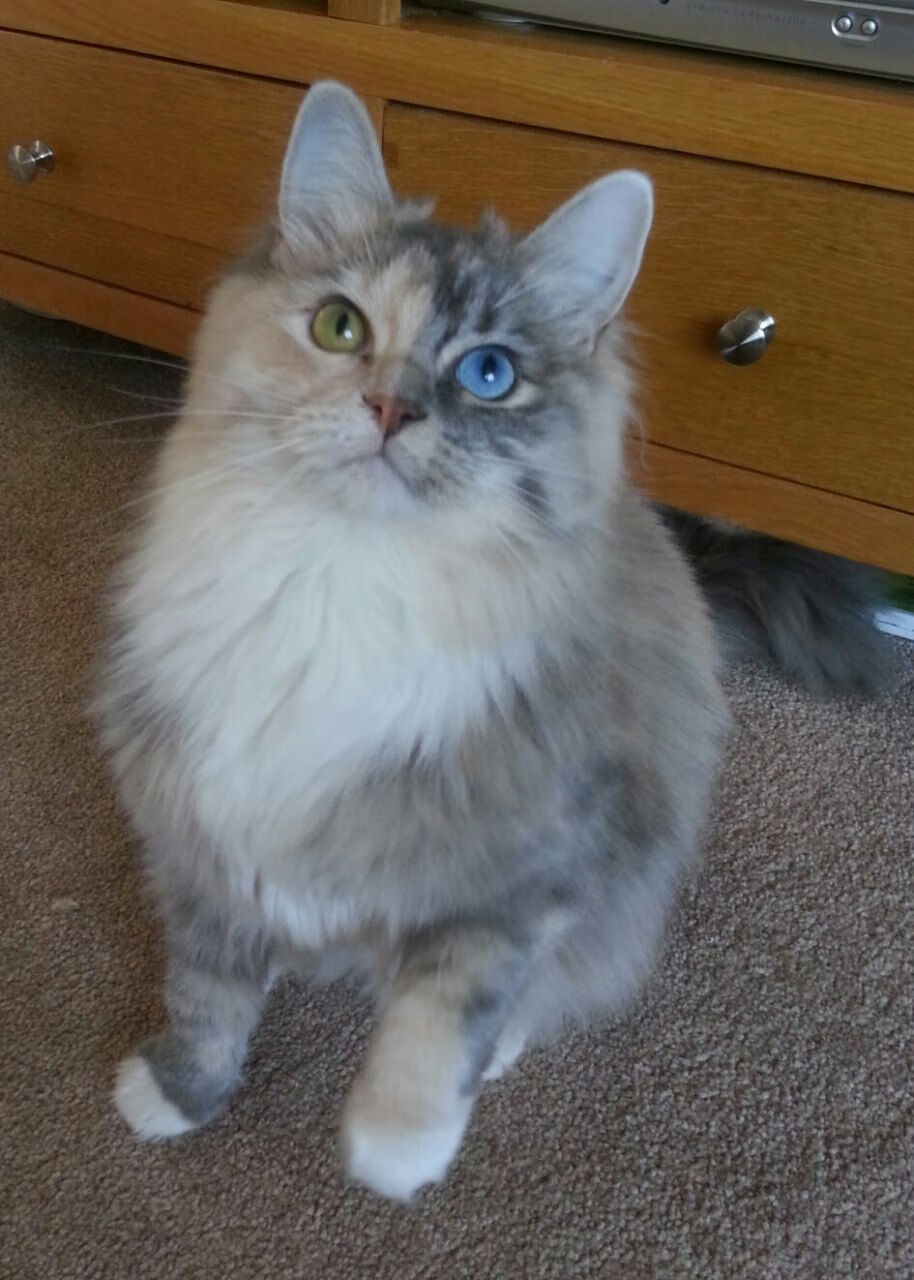 足球专项科技成果首次集中发布,足球科研工作的程序