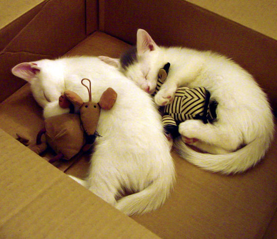 Dota2国际邀请赛宣布奖金池突破4000万美元，dota2国际邀请赛2021奖金