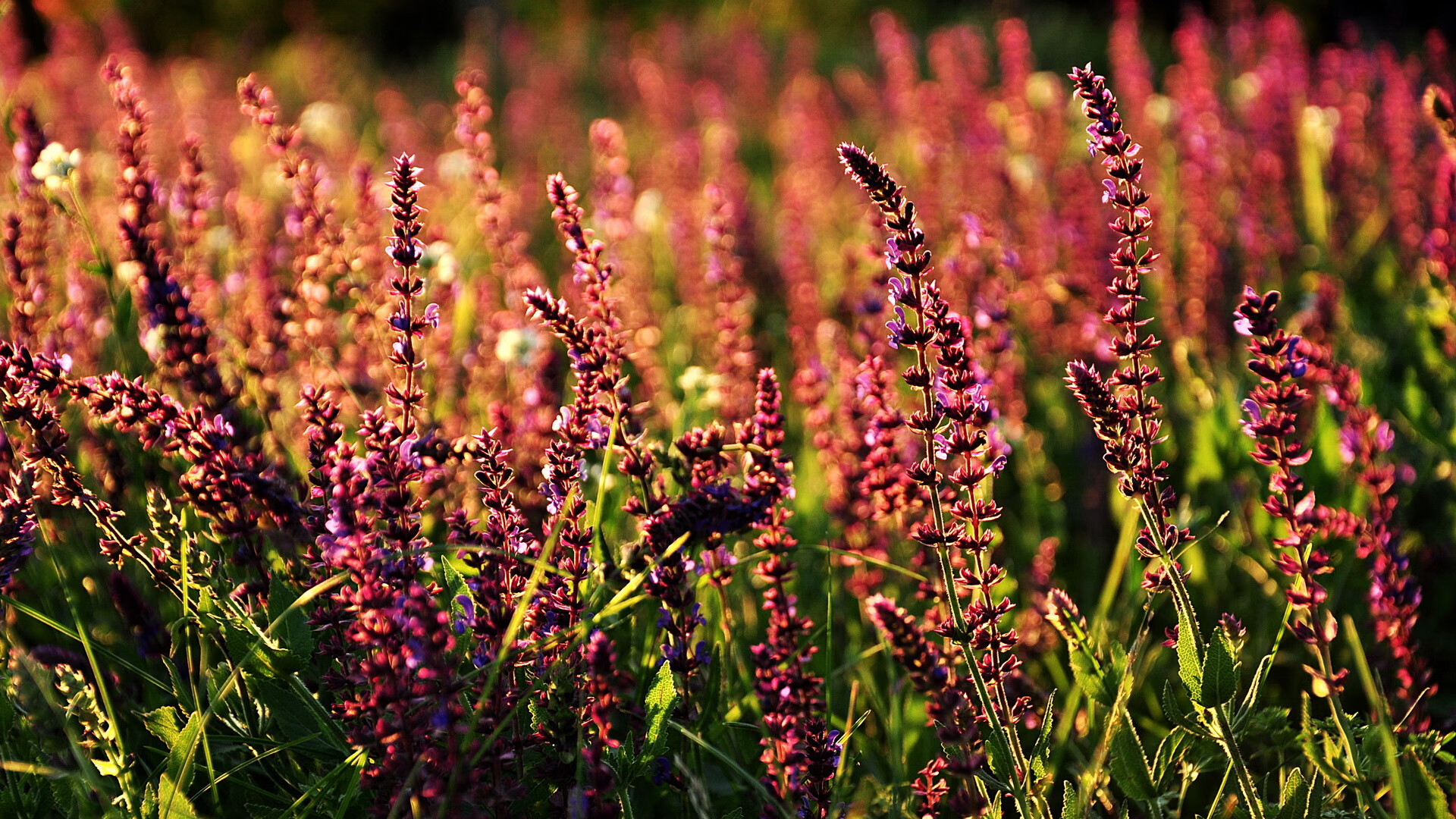 利物浦报价万镑求购国际米兰射手马丁内斯,利物浦马德里竞技次回合