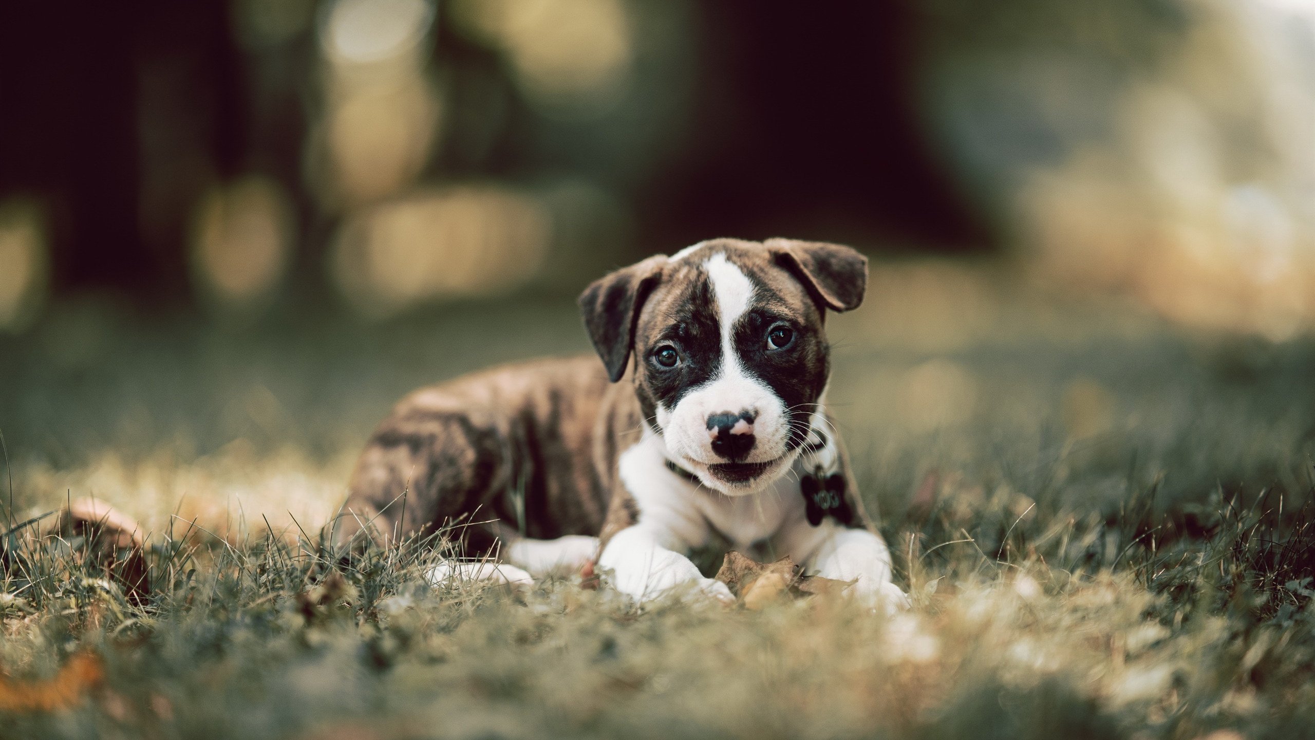 塞维利亚主场1-0小胜阿拉维斯,艰难取胜,塞维利亚vs阿拉维斯预测