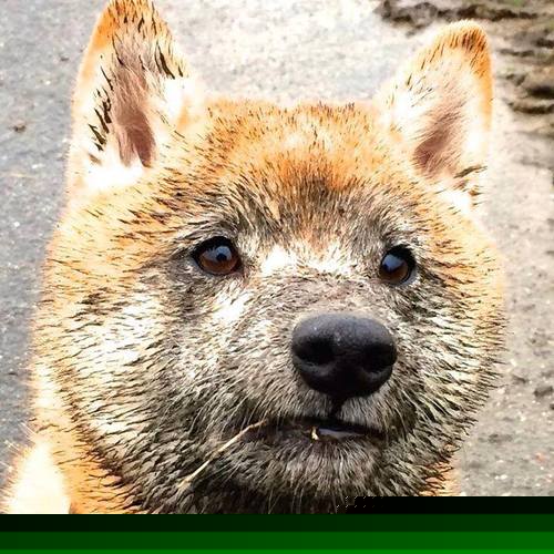 媒体报道足球反腐进展,呼吁透明,足球犯罪