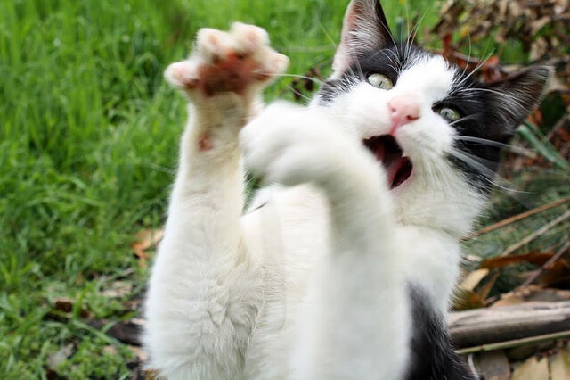 教练战术调整，队员状态逐渐提升，教练技术的四个步骤