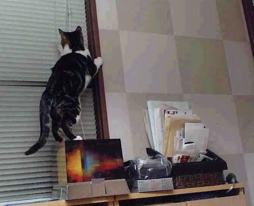 突发滑雪世界杯临时换场应对,滑雪登山世界杯