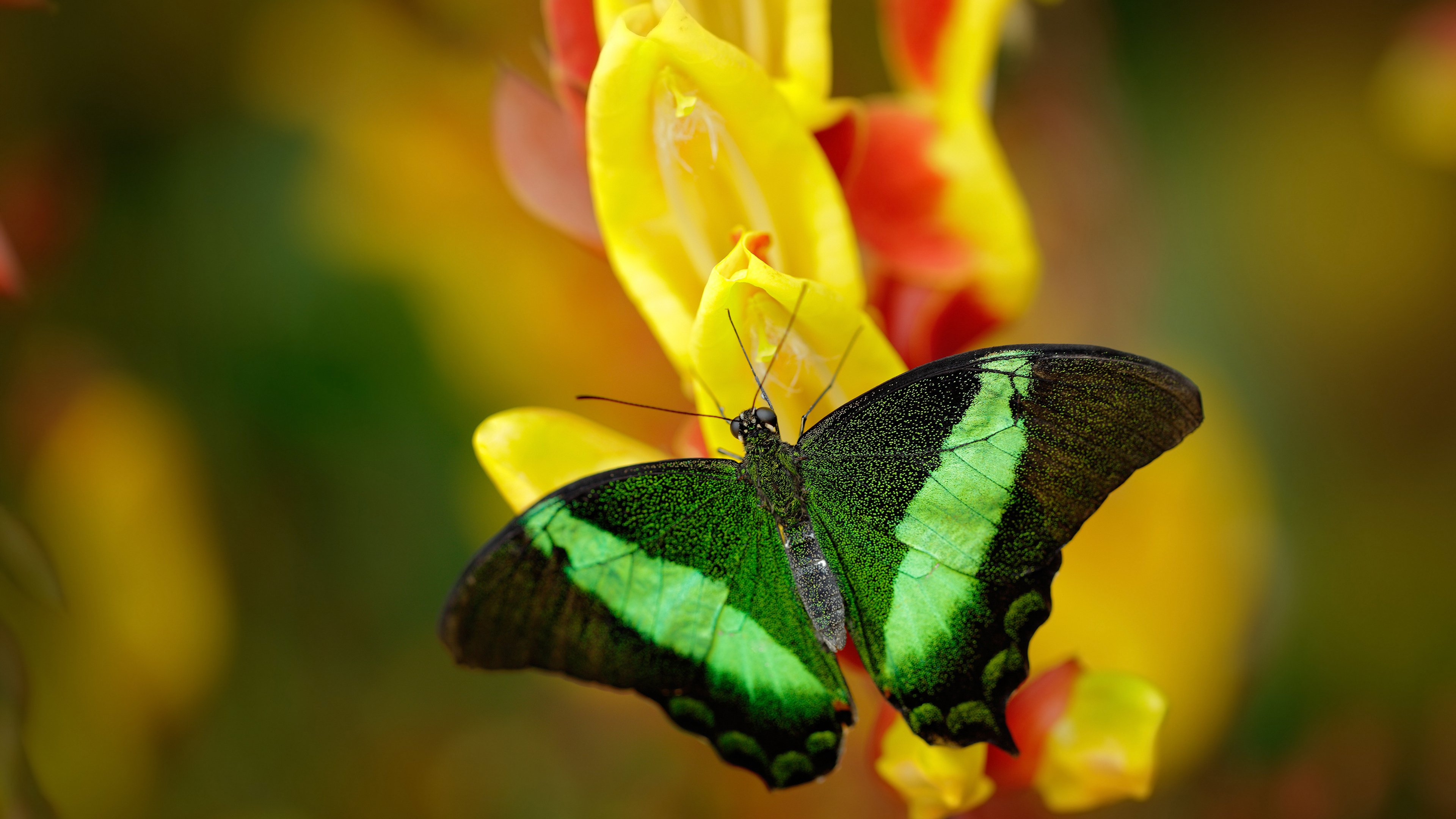 里尔客场憾平里昂，保住榜首位置，里尔vsac