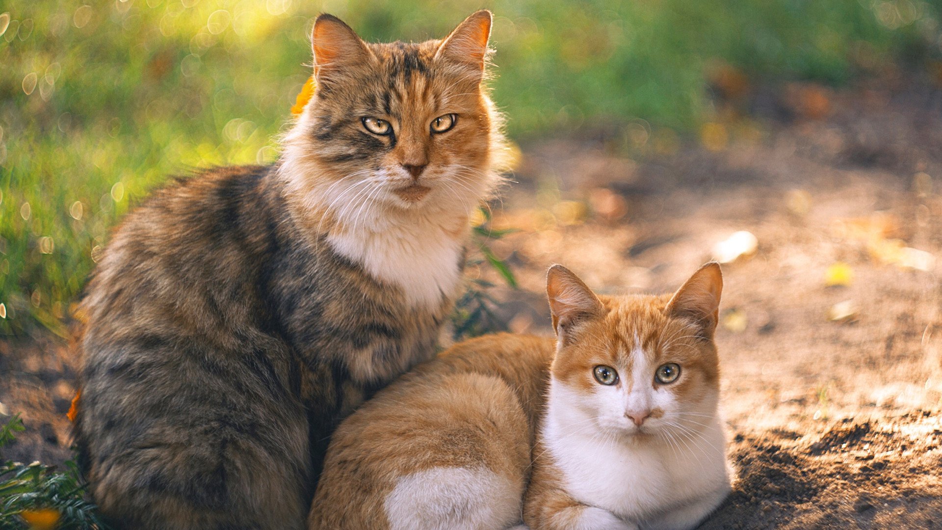 青少年篮球培养体系建设，浅谈青少年篮球运动员的培养