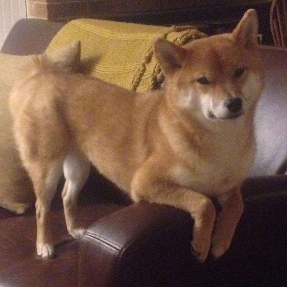 青少年体育培训服务满意度影响因素分析研究,青少年体育培训调研报告