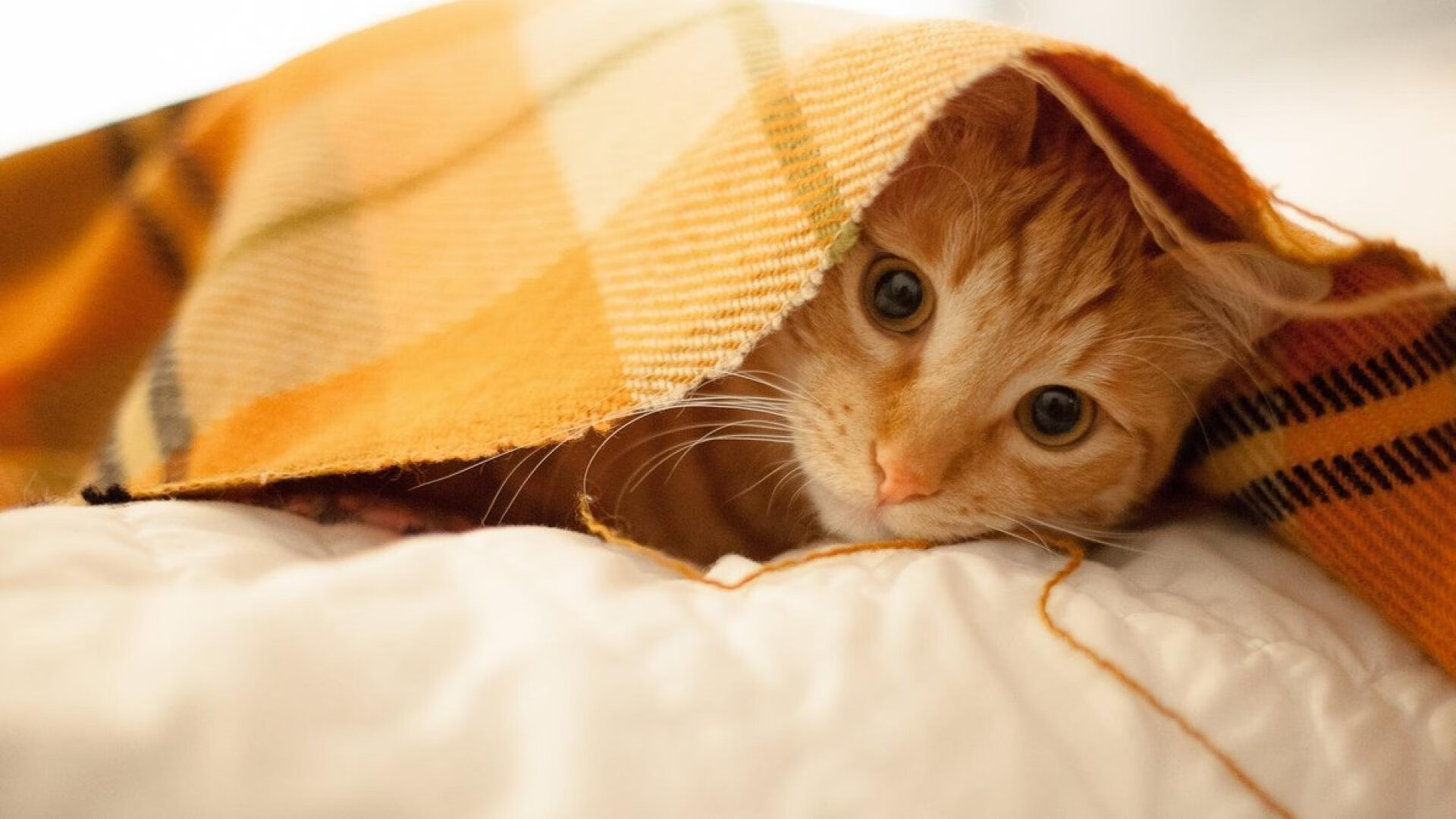 “水上芭蕾魅力四射！2025世界游泳锦标赛精彩纷呈”