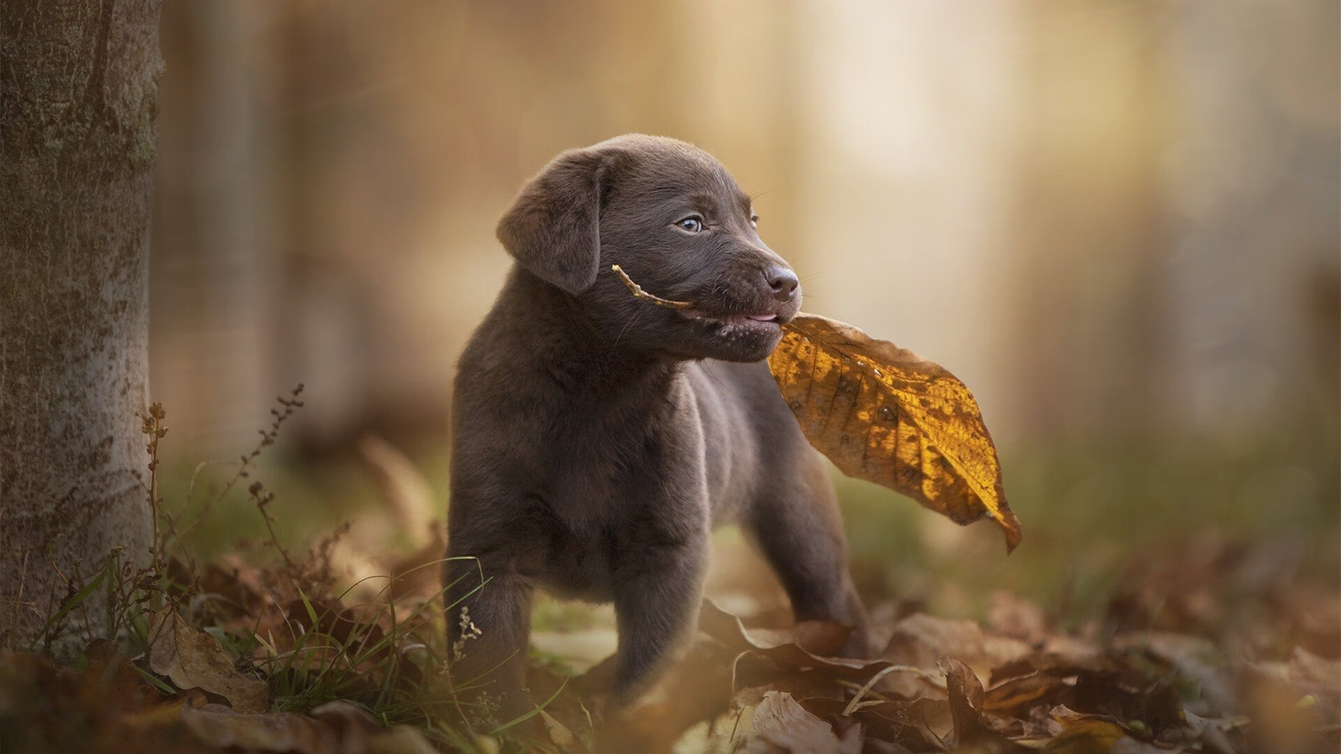 国家体育政策改革座谈会召开聚焦公平与透明，国家体育体制改革