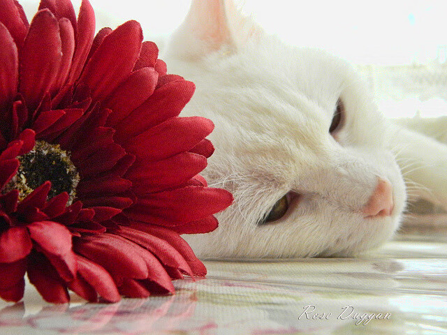 国家体育政策改革座谈会召开聚焦公平与透明,国家体育体制改革