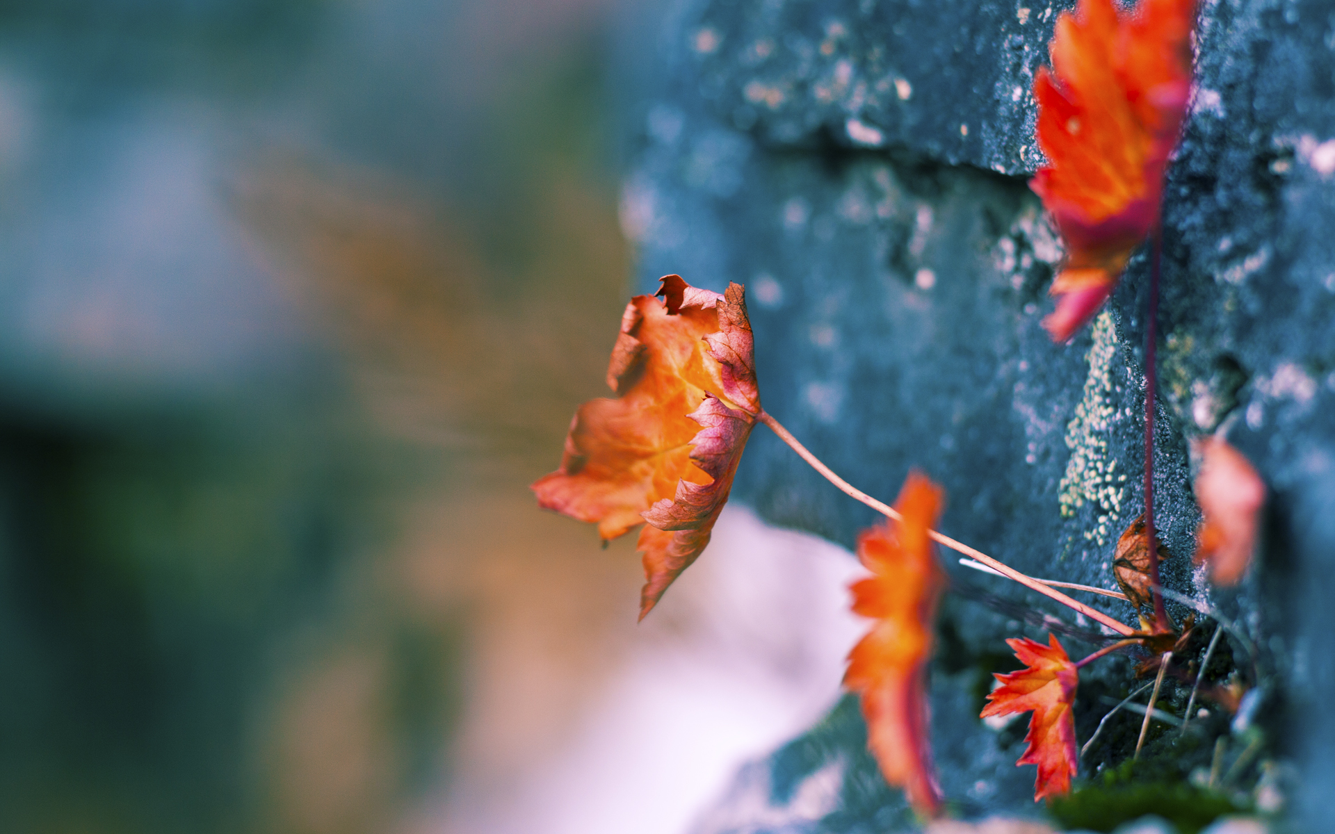 欧洲赛事轮换是否影响联赛主力表现,欧洲联赛转会汇总