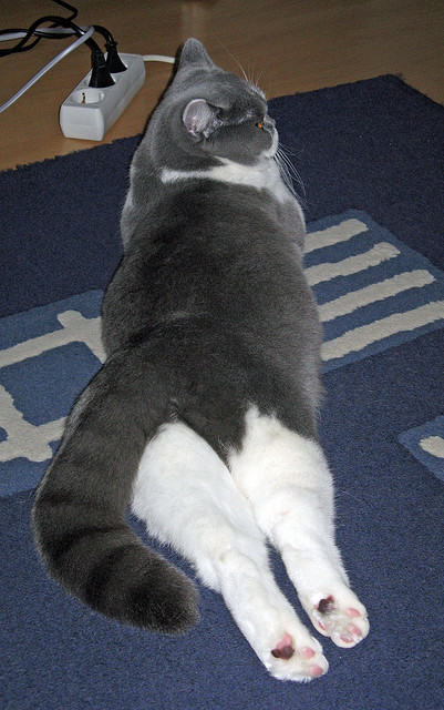 聚焦未来!德国队在国际乒联混合团体世界杯中的长远目标,德国队乒乓