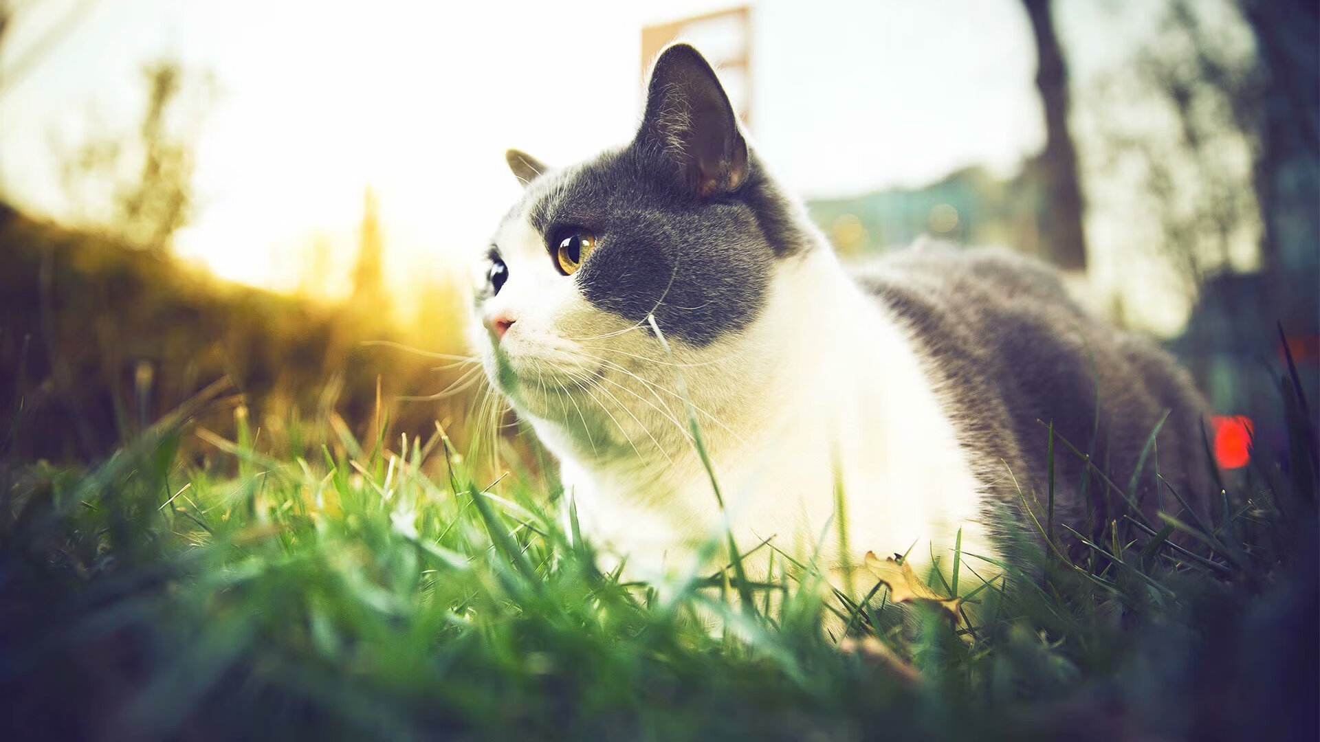 女子4×200米自由泳接力澳大利亚表现超预期，奥运女子4×200米自由泳接力