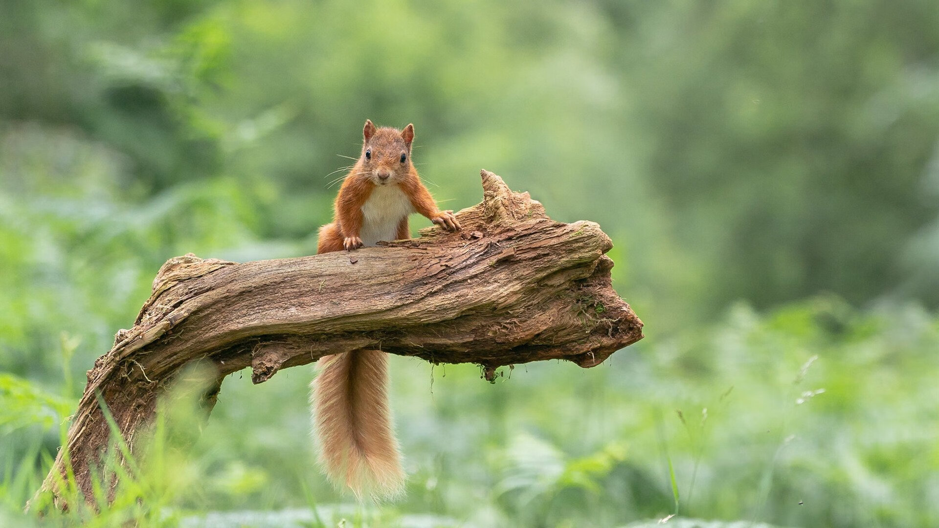 女子篮球青训注重防守战术提高整体防守水平，女子篮球队训练方法