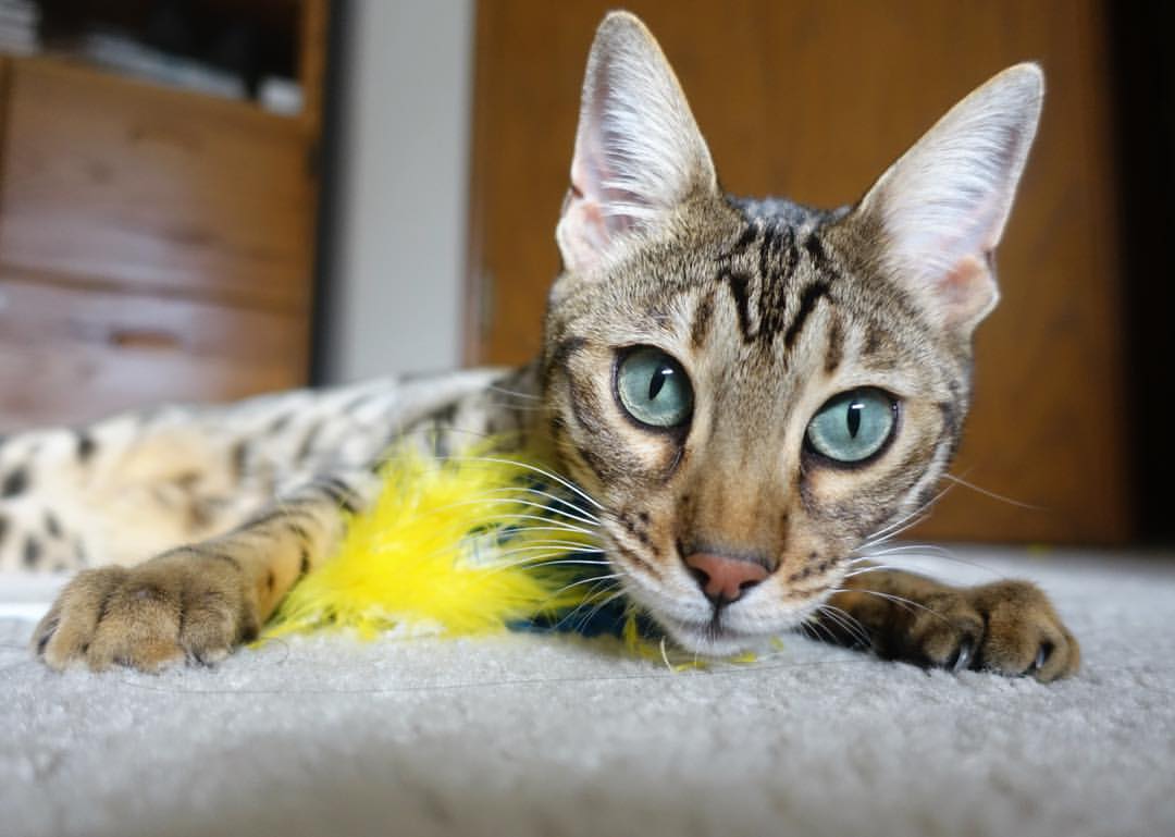 法甲场面火爆：跑位、射门、救球连续不断，法甲水平如何